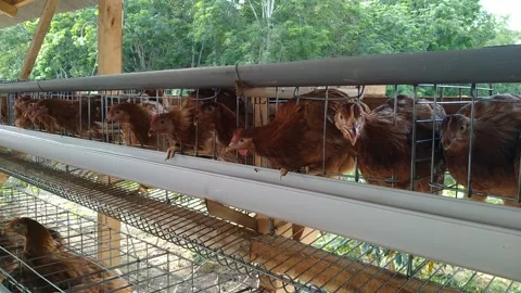 Laying Hen Inside a Poultry Cage part 2 库存影片 303625338