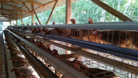 Laying Hen Inside a Poultry Cage natural part 2 库存影片 303625392