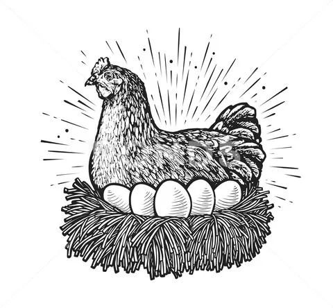 Premium Vector | Hen chicken standing hand drawn sketch.vector illustration.