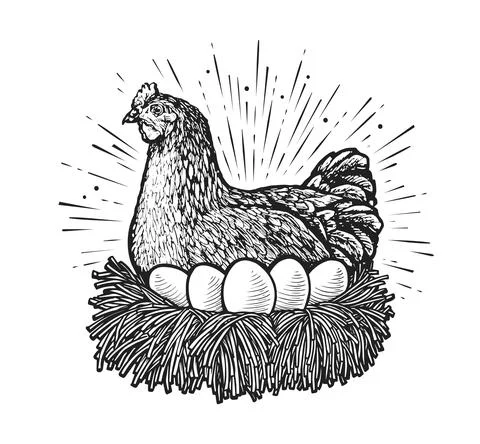 Laying hen in nest sketch vector. Farm chicken and eggs drawn in vintage Stock Illustration