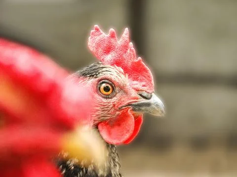 Laying hen Stock Photos