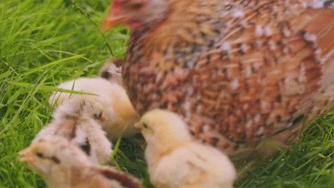 Laying hen walking with her chicks in the backyard Stock Footage 206051091