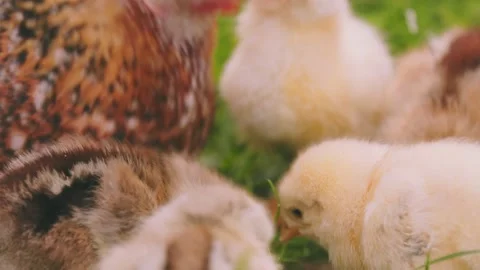 Laying hen walking with her chicks in the backyard Stock Footage 208927260