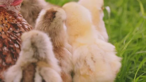 Laying hen walking with her chicks in the backyard Video stock 211637031