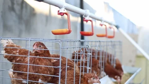 Laying hens drinking water using a drinker in battery cages system on poultry Stock Footage 340961665