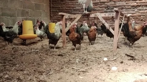 Laying hens Stock Footage 274060713