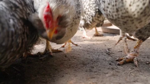Laying hens pecking at grains of corn close-up in slow motion Stock Footage 195321903