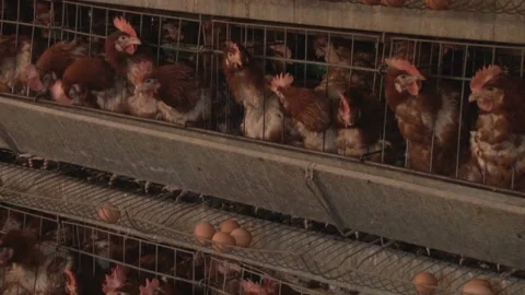 Laying hens with stacked cages.  Layer hens on egg farm. Video stock 153811701