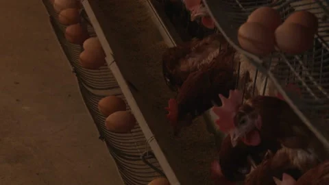 Laying hens with stacked cages.  Layer hens on egg farm. Video stock 153812716