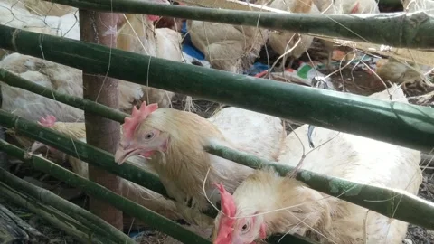 Laying hens waiting Stock Footage 275591809
