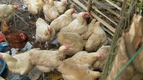 Laying hens waiting Stock Footage 275591819