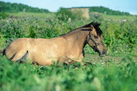 Laying horse local breed in paddock. summer time Stock Photos