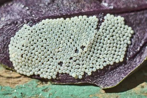 Laying insect eggs on a basil leaf Stock Photos