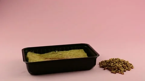 Laying the linen mat in a plastic container for sowing micro-greens Stock Footage 132962075