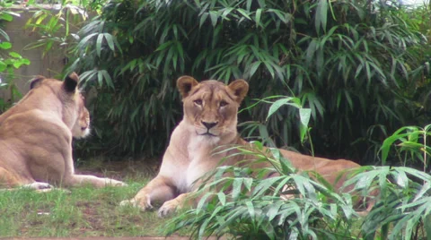 Laying Lionesses Stock-Footage 30349890