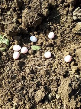 Laying lizard eggs in the ground. breeding of lizards. Stock Photos