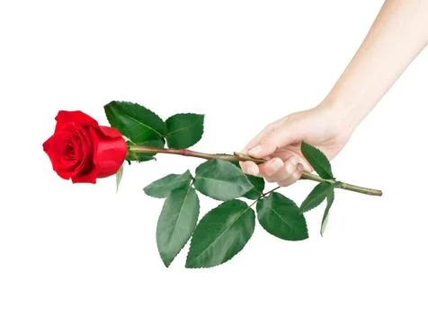 Laying of red rose Stock Photos