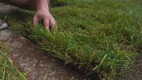 Laying a rolled lawn in the yard Stock Footage 310871405