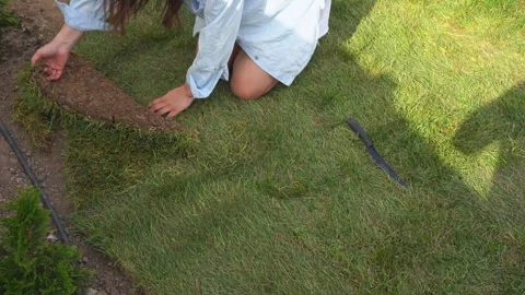Laying a rolled lawn in the yard by hand Stock Footage 310871374