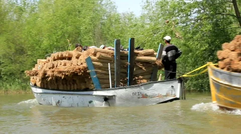 Laying-in of rush Video stock 712057