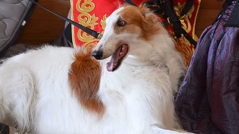 Laying russian wolfhound dog Stock Footage 96987792