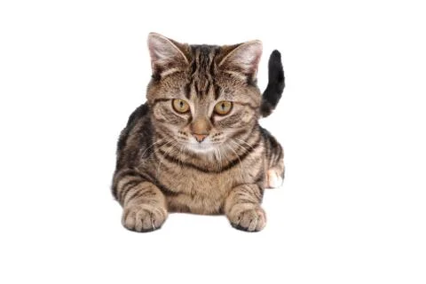 Laying Tabby Cat Stock Photos