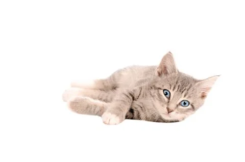 Laying tabby kitten Stock Photos