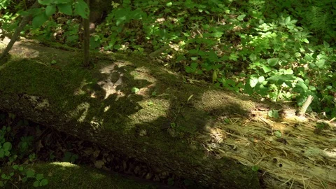 Laying tree trunk destroyed by woodpecker.  Old broken tree in a dense Video stock 109256841