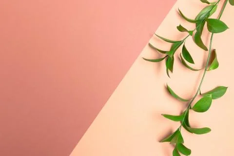 Layout of border frame made of ruscus branches. Stock Photos