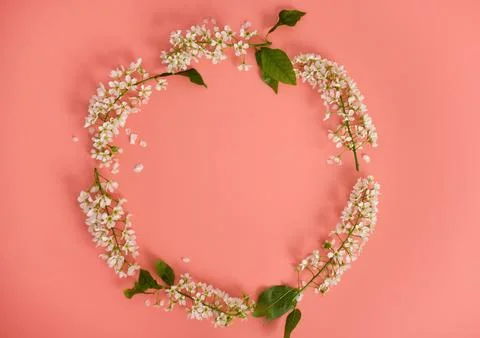 Layout with branches of a flowering cherry tree in the shape of a circle on a Stock Photos