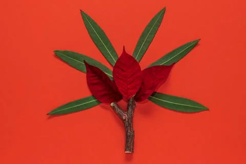 Layout concept create from natural leaves and branches Stock Photos