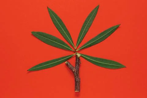 Layout concept create from natural leaves and branches Stock Photos