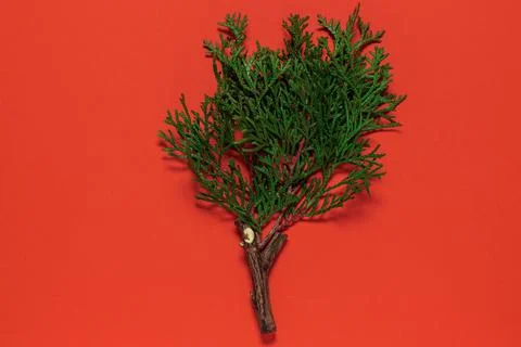 Layout concept create from natural leaves and branches Stock Photos
