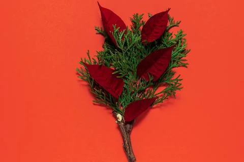 Layout concept create from natural leaves and branches Stock Photos