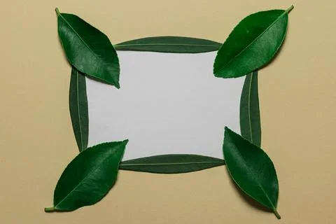 Layout concept create from natural leaves and branches Stock Photos
