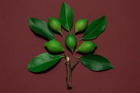 Layout concept create from natural leaves and branches Stock Photos
