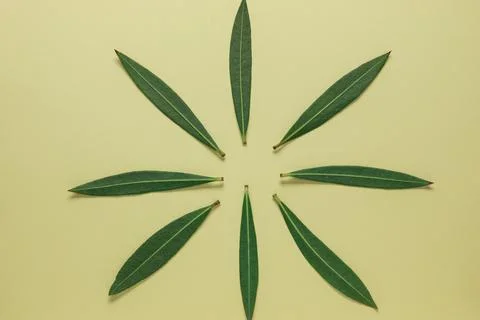 Layout concept create from natural leaves and branches Stock Photos