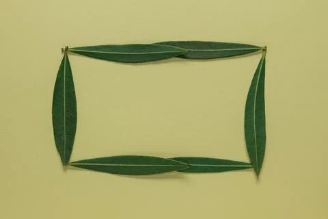Layout concept create from natural leaves and branches Stock Photos
