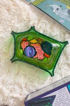 Layout constructor of colored plant cells. Books on biology and botany Stock Photos