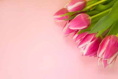 Layout , Greeting card with pink background and tulips with space for text Stock Photos