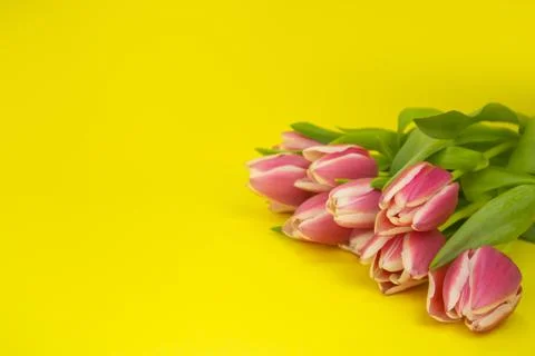 Layout, greeting card with yellow background and tulips with space for text Stock Photos