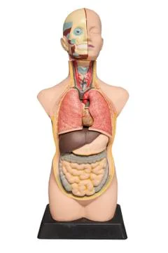 The layout of the human body Stock Photos