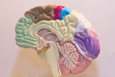 Layout of the human brain in the context of a close-up. Medicine Stock Photos