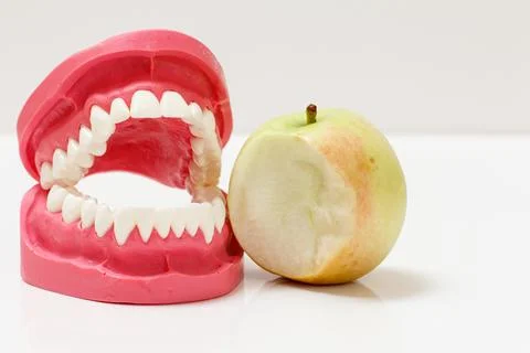 Layout of the human jaw and bitten apple beside it. Stock Photos