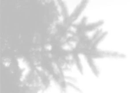 Layout with the imposition of the shadow of a spruce branch on a white isolated Stock Illustration