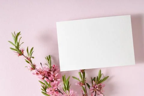 The layout is made of a white sheet of paper and a delicate branch of pink Stock Photos