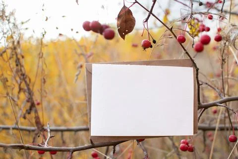 The layout of the postcard on the background of an autumn apple tree with a p Stock Photos