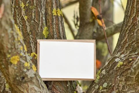 The layout of a postcard on the background of an autumn tree trunk is a place Stock Photos