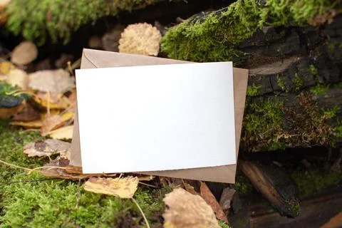 The layout of the postcard on the background of moss and forest is a place fo Stock Photos