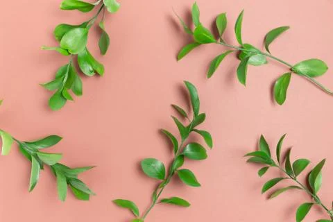 Layout of ruscus branches on brown background. Stock Photos